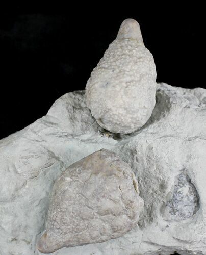 D Cystoid (Holocystites) Fossil - Indiana #25132